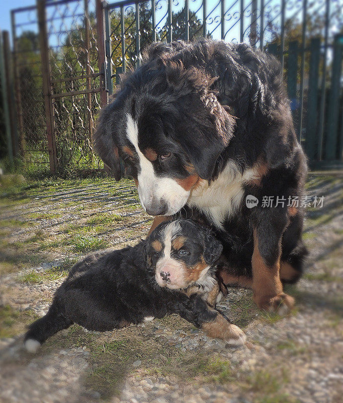 伯恩山犬(Berner Sennenhund)幼犬和它的妈妈喜欢大自然。